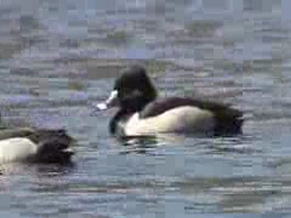 Aythya collaris