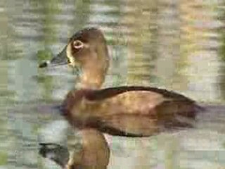 Aythya collaris