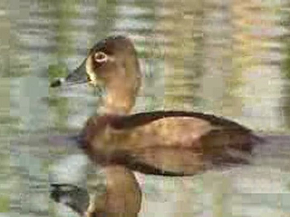 Aythya collaris