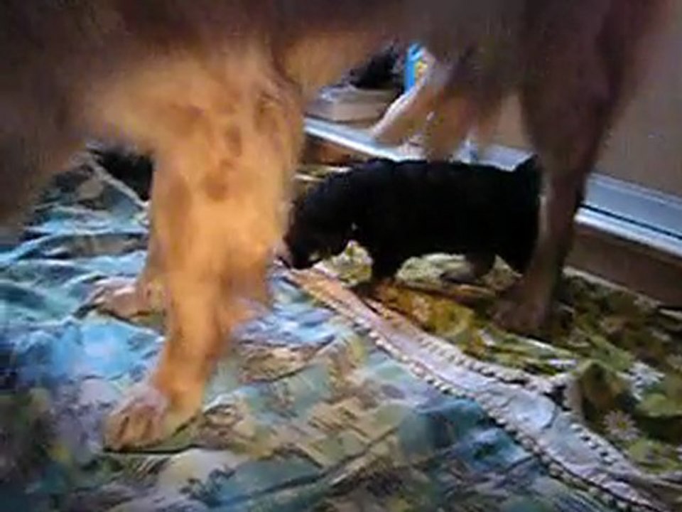 chiots 3,5s