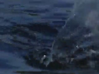 Aythya fuligula