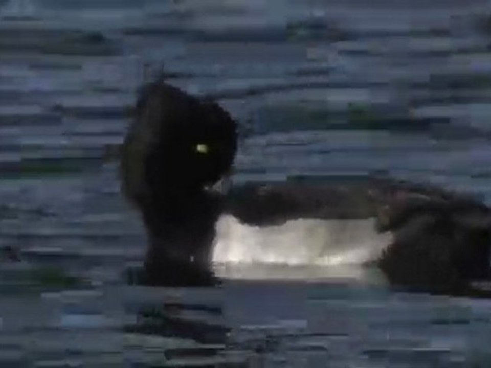 Aythya fuligula