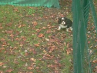 Cavalier King Charles Sévijean's