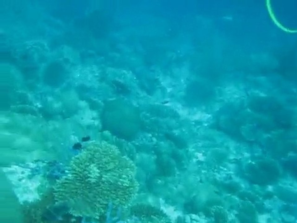 THE Scuba movie