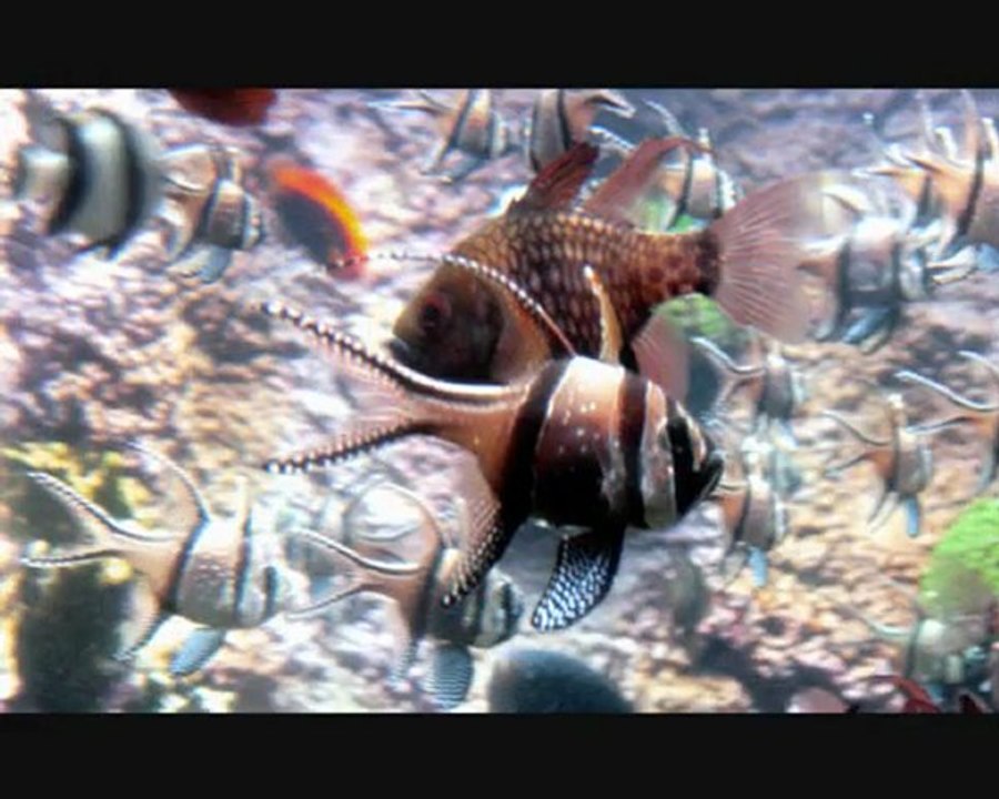 OCEANOPOLIS BREST