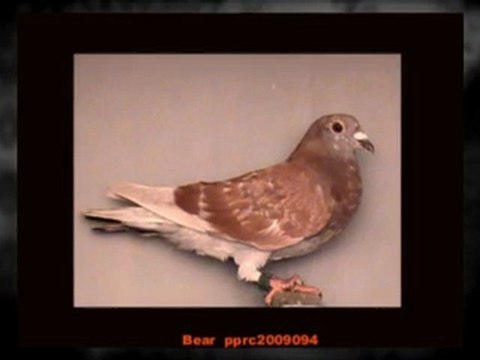 Pigeon Pals Racing Club Daily Results 191