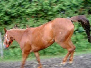 casey au gallop et au trot !!