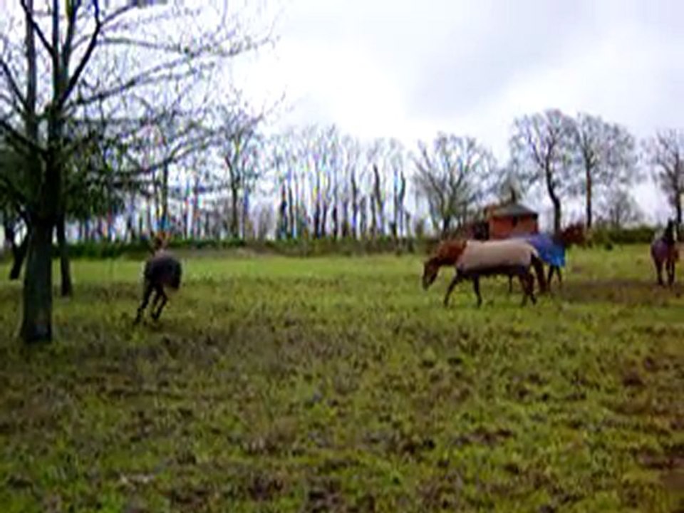 MOV06079 Tenacia qui fait sa folle et qui joue avec Flint