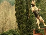Jumping Dogs in HD Slow Motion