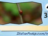 Learn Italian - Learn with Italian Insect Videos