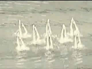 Silvania - Nudo de cielo y delfín