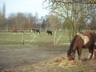 Les poneys au pré N° 1