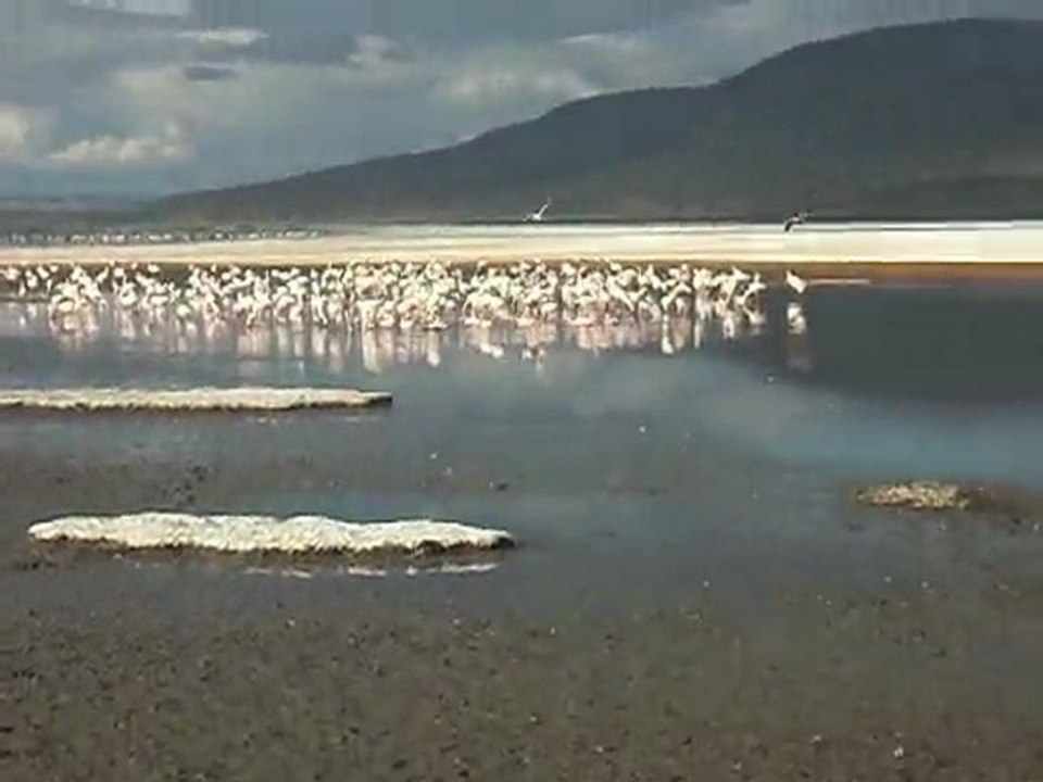 Safaris in Kenya with claudious Tours and Safaris