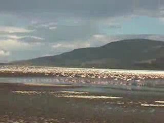 Africa Tours and Safaris in Lake  Nakuru National Park
