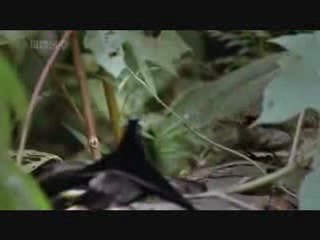 2010 ilahi,Ya Seyid,www.ilahi.cc