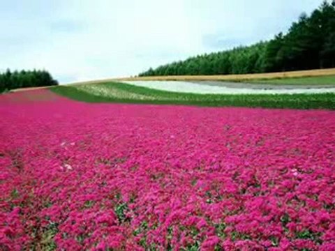 ali bakanay-sürmene deresi forumcaykara.com