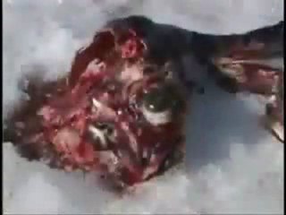 Animal Liberation 50 billion animals murdered each year