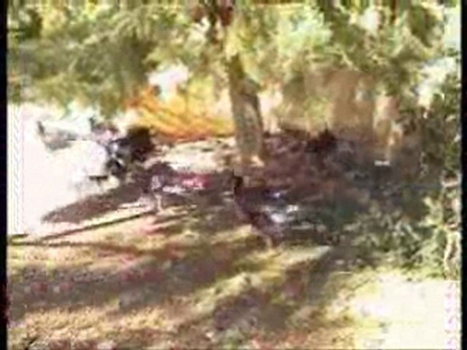 Kersentaş Ümit Canilhan Nrt Köyümüz köylümüz (1)