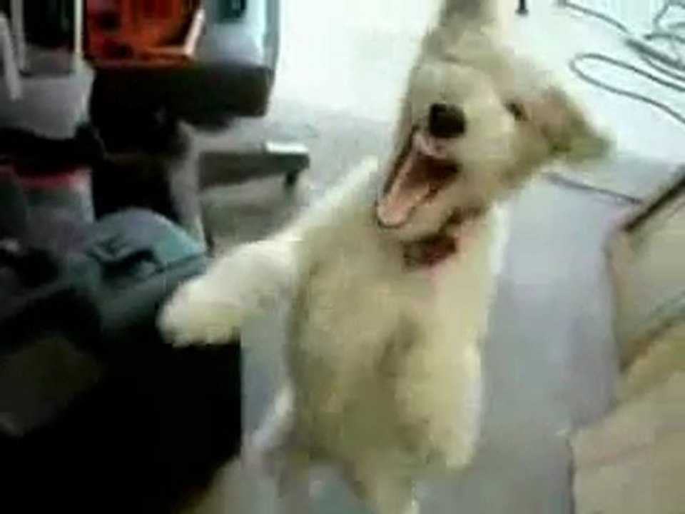 Animal Métal