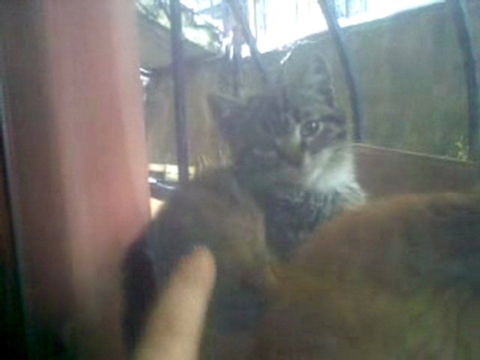 28012010016cat3