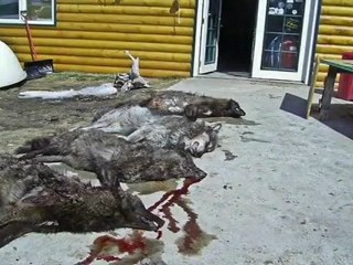 We Need To Save The Wolves