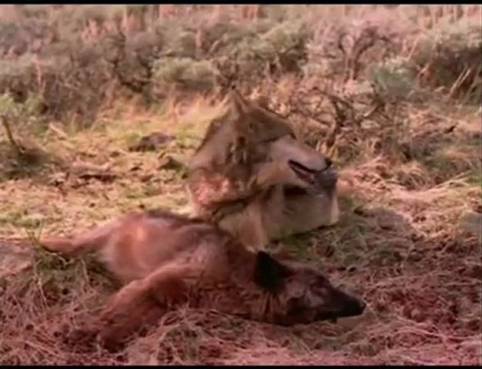 The Wolves