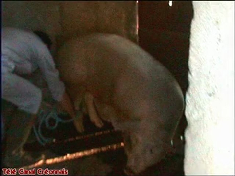 Tout est bon dans le cochon
