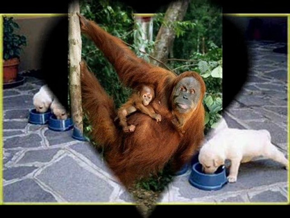 Un peu de douceur dans ce Monde ......