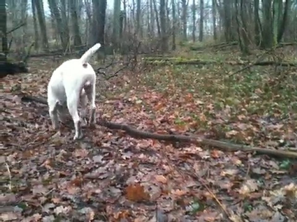 darwin le boulam dans la forêt