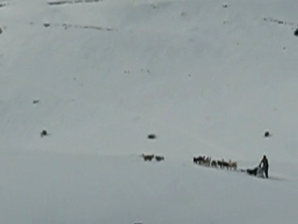 Plateau de Beille : chiens de traineau