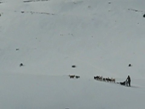 Plateau de Beille : chiens de traineau