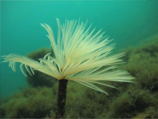 Mdd tv : biodiversité marine & tourisme aux Embiez