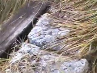 Go to www.BuyUSLandDeal.com to enter our site and see a ...