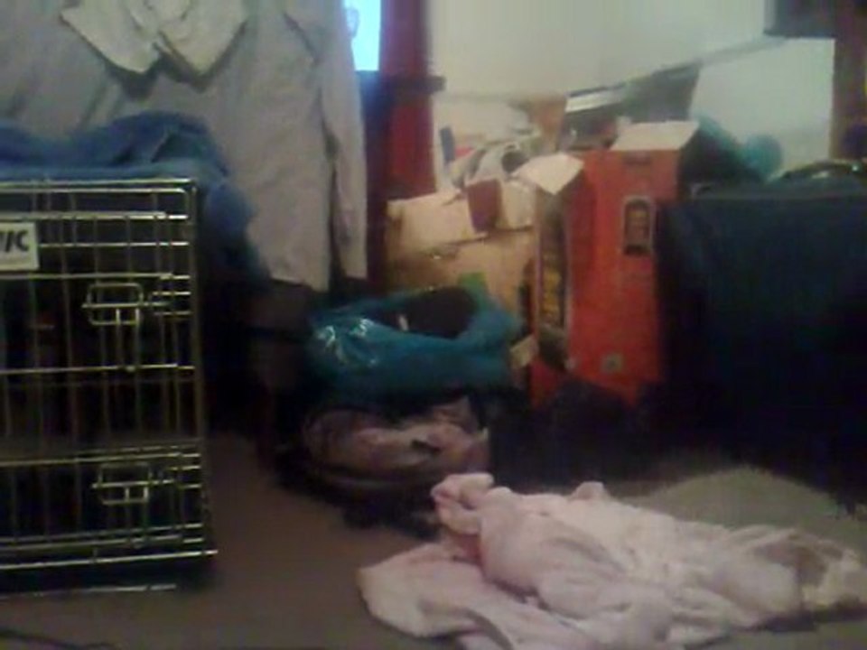 bobby and cocoa mating for the first time .15.12.09.