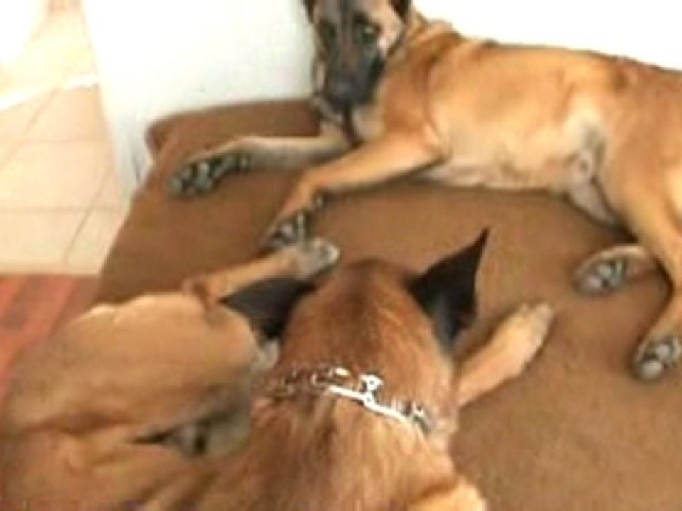 Sieste sous haute surveillance !