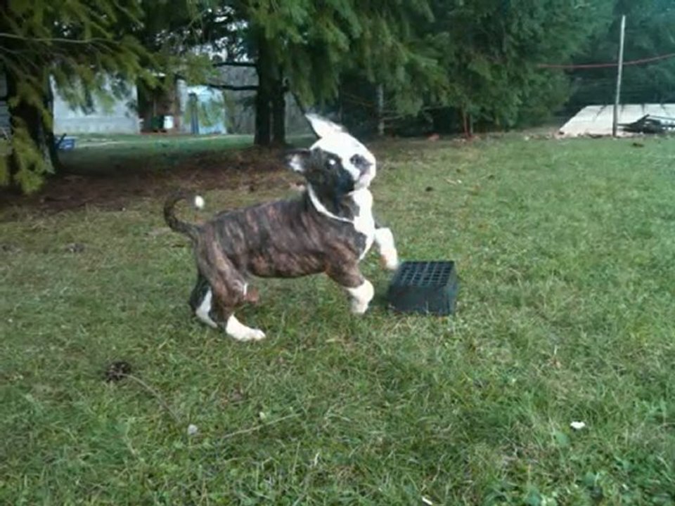 caninedogproject Altesse Audace X Megabulls Baby Fifty