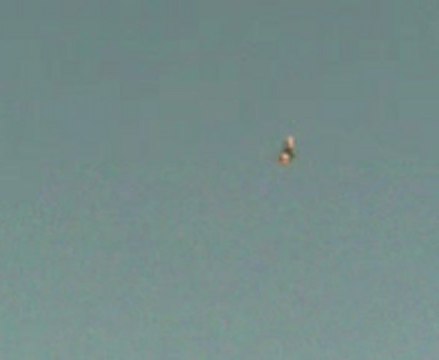 oyun kuşu, güvercin, taklacı güvercin, taklacı, miski, miske