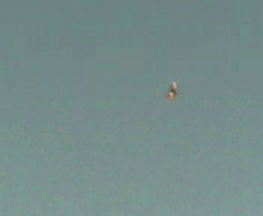 oyun kuşu, güvercin, taklacı güvercin, taklacı, miski, miske