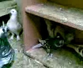 bango, hünkari, guvercin, güvercin