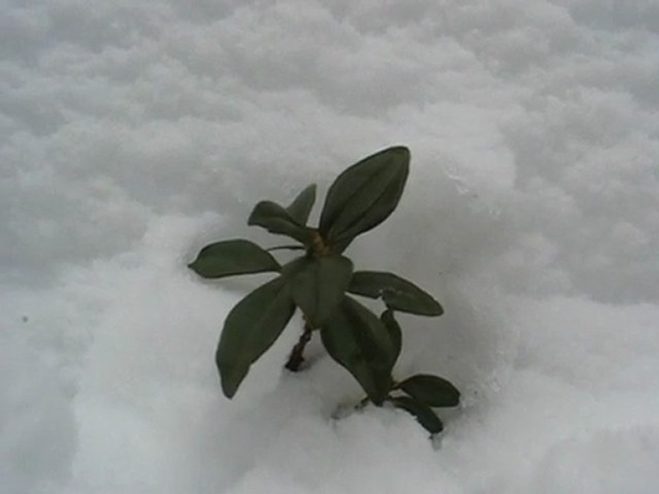 Plateau de Beille : azalée