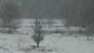 Chevaux et 2 renards dans la neige