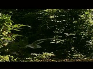 Cauris - Bande annonce