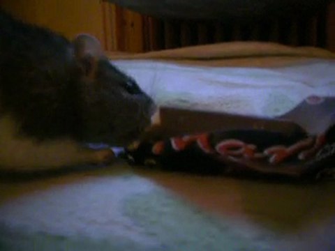 Ramsès qui pique mon Mars mdr'