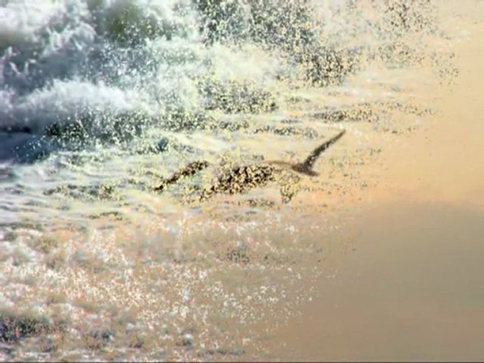 in volo