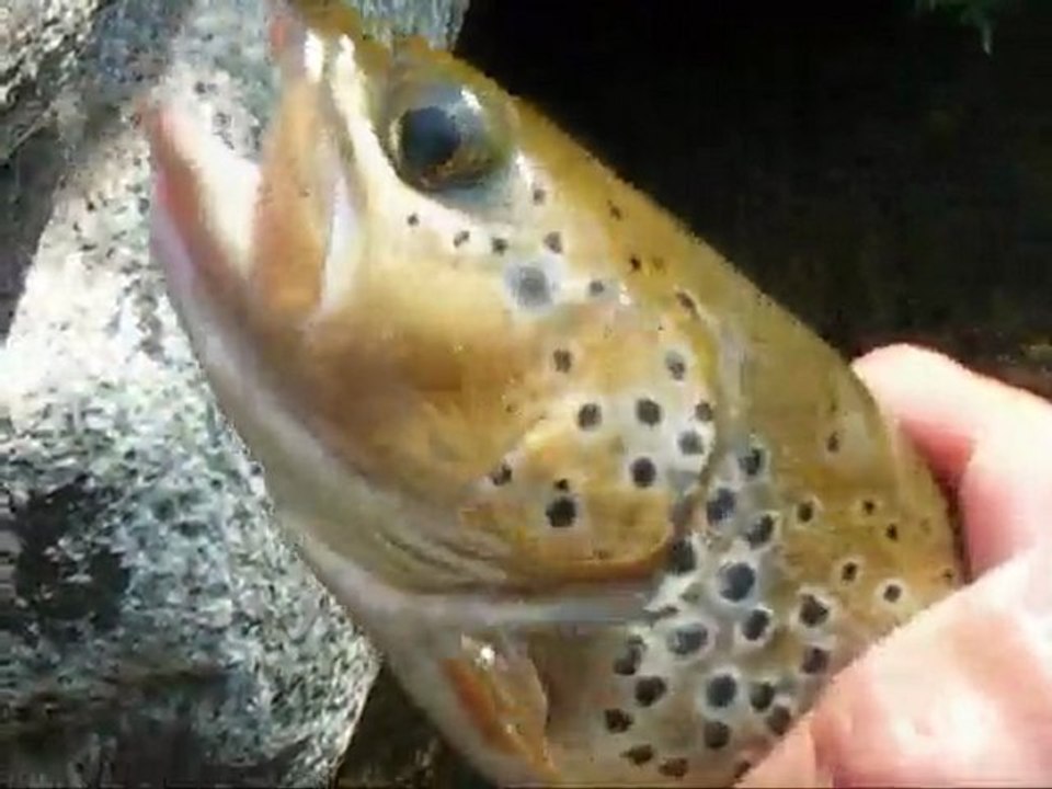 PECHE à la MOUCHE voyage corse acte 4 HD