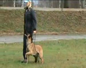 malinois Dixi heeling 10/2008