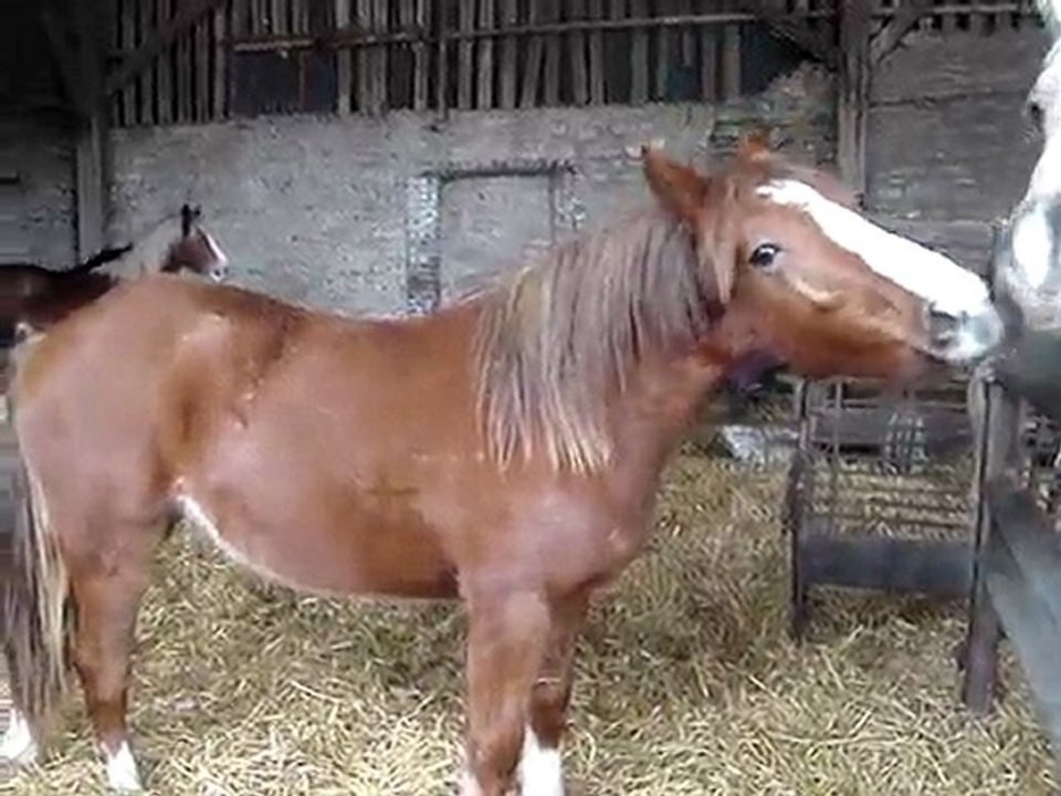 Les pouliches en action !