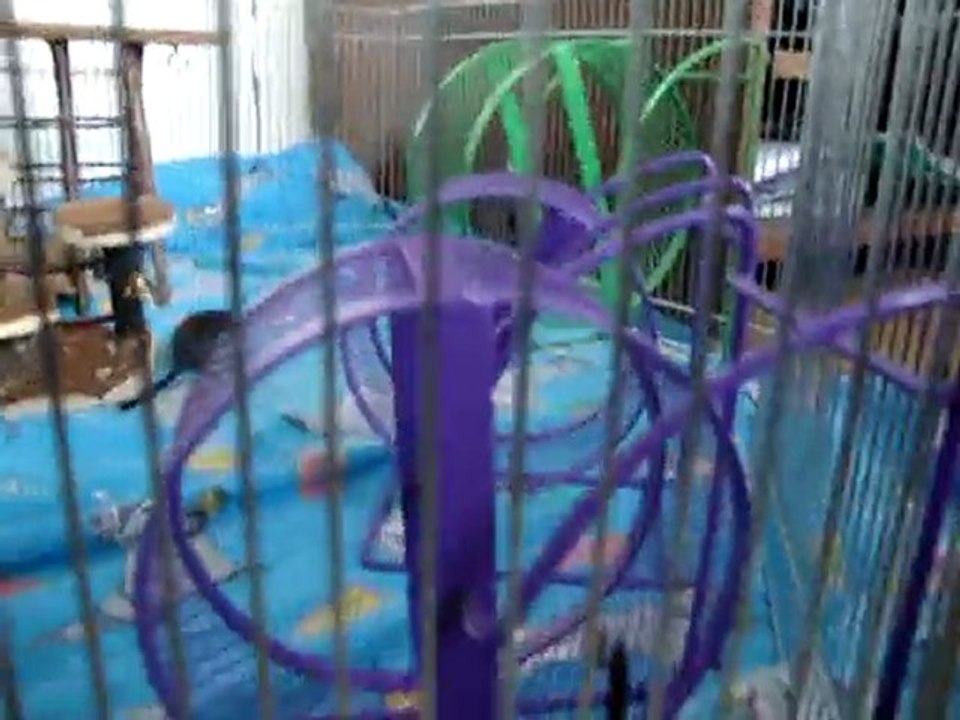 Bébés de Crépuscule x Newton, nés le 1er Janvier 2010