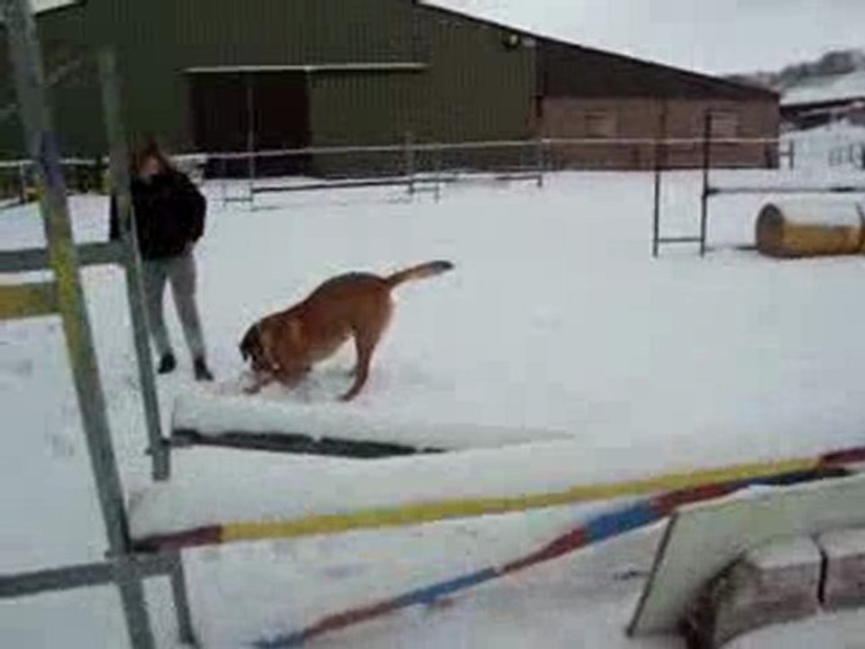 Boudi le chien de grand prix :p