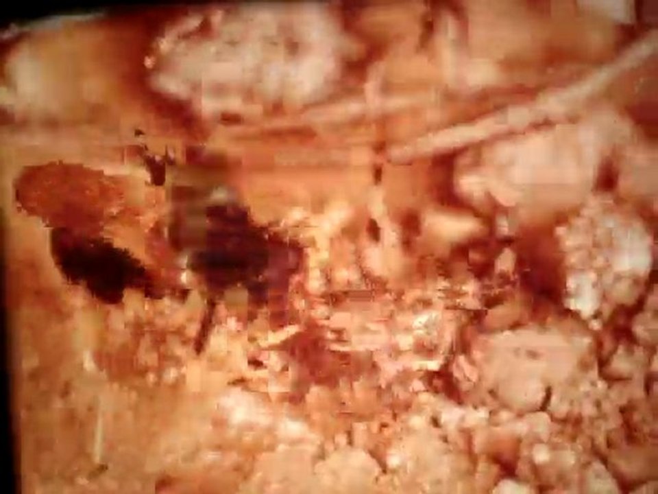 ABEILLE/R2